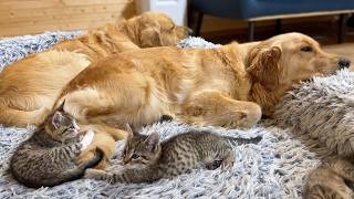 Dogs Shelter 5 Foster Kittens In Their Bed During Rainstorm