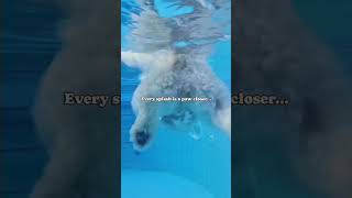 #shorts #youtube #short #olympics #dog #davidpopovici #swimming #shortsvideo #youtubevideo #cute