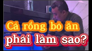 Cá Rồng Bỏ Ăn Phải Làm Sao!