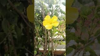 అన్నిరకాల పూలమొక్కలు పెంచుకోండి #flowerplants #flowers #trendingshorts #ytshorts #trending #pushpa