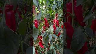 Pimiento palermo #agro #agronomy #pepper #greenhouse