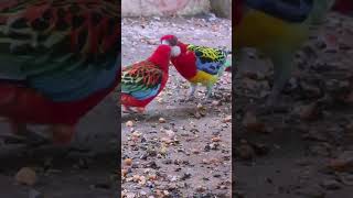 #birdslover #rosellaparrot #vlog #parrot vlogs my YouTube channel subscrabe🙏🙏