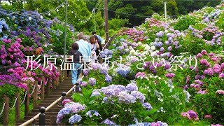 【形原温泉 あじさいの里】雨上がりの美しい紫陽花 2024