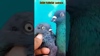 Original Sahjahnpuri Kabutar Sale😊Soldier Kabutar Lucknow #lucknowpigeon #kabootar #shortvideo