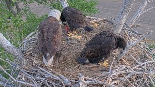 Kansas Eagles 5-9-24.  (Footage from 5-9-24)  Harvey Feeds Everyone!  Cheyenne self-feeds!