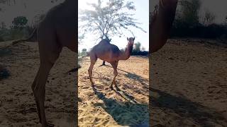 "Sunset Camel Caravan: A Relaxing Ride into the Twilight!" #TravelVibes #DesertSafari #EpicRides