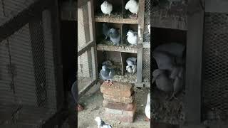 White Bagge Desi Kabootar Muzaffarnagar | Beautiful Desi Kabootar very nice pigeons Desi mzn