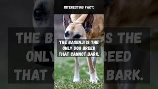 The Silent Dog: The Fascinating Case of the Barkless Basenji | #interestingfacts