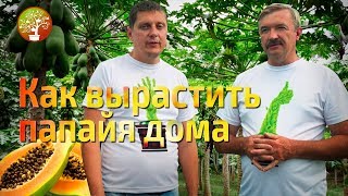 Папайя выращиваем в Воронеже