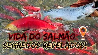 O Ciclo de Vida do Salmão: Da Nascença à Desova | Curiosidades e Fatos Incríveis