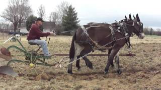 Mules Plowing Woodbury Tenn.