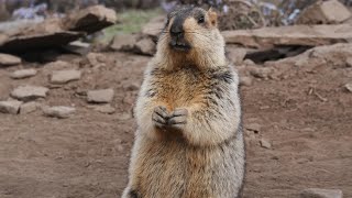 Adorable Himalayan Marmots Enjoying Delicious Whole Wheat, Sugar-Free Bread!