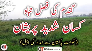 Bad News For Farmers | Gandum Ki Fasal Taba 😭 | بری خبر گندم کی فصل تباہ کسان شدید پریشان