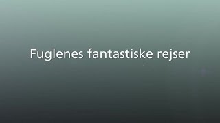 Fuglenes fantastiske rejser