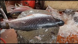 Amazing Live Rohui Fish Cutting Skills in The Fish Market  Fastest Rohui