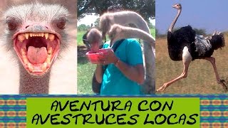 Aventura con avestruces locas - Safari con el bardo - Asombrosos y graciosos animales