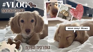 VLOG#1 ПОКУПКА СОБАКИ, знакомство, ПЕРВАЯ прогулка