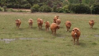 Chocalho direito de vaca au Portugal