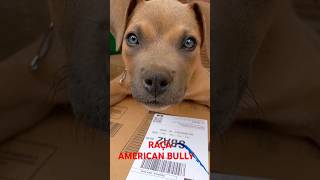 Raça de cachorro American Billy #shorts