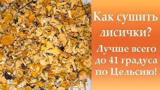 Как сушить лисички? Лучше всего до 41 градусов Цельсия.