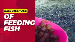 How To Feed Fish: Best Ways of Feeding Fish In a Pond