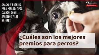 ¿Cuáles son los MEJORES PREMIOS para PERROS? - ¡Descúbrelos!