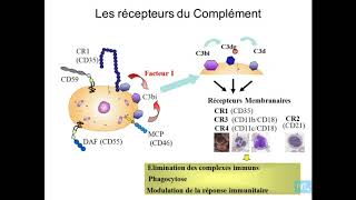 immunité innée  partie 5