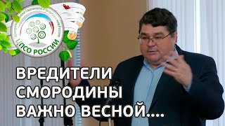 СДЕЛАЙТЕ ВЕСНОЙ ДЛЯ ЗАЩИТЫ СМОРОДИНЫ от болезней и вредителей . Болезни и вредители смородины.