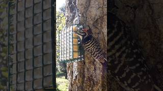 Nuttall's Woodpecker🐦Afternoon Suet Peck #nuttallswoodpecker