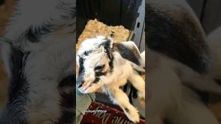 Anak Kambing Lucu II Suara Anak Kambing Lucu II Anak Kambing #shorts #viral #kambinglucu