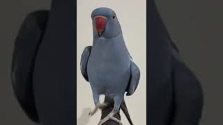 My mind is serious situation 😅       Parrot Screams During Peekaboo || Viral