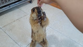 Baby marmot clap their hands to ask for food