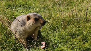 Cute Himalayan Marmots Playing Outside Their Burrows: A Joyful Adventure!