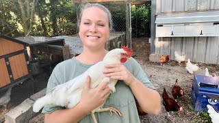 Collecting Eggs & TOUR Of Our Free DIY Chicken Coop!!!