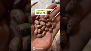 Berlotti Beans | The Italian Beans That I Love #shorts