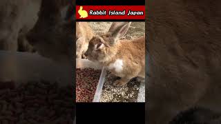 Rabbit with serious facial injuries #rabbit #bunny #shorts