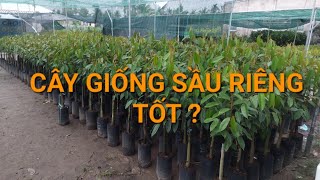 CÂY GIỐNG SẦU RIÊNG TỐT