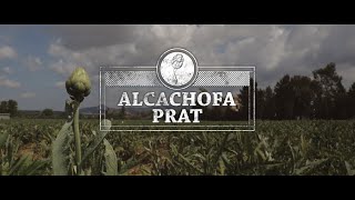 Alcachofa Prat - Ingrediente rico para bajar de peso