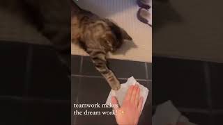 cleaning with a cat