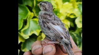 Fledgling Baby Bird Tree Fallen at your feet, What to do? Rescue or Leave to Nature,#bestintentions