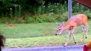 Long Hunter state park TN deer eating bread