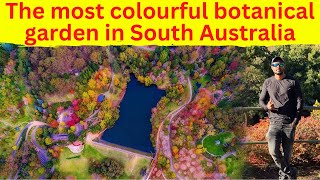 Mount Lofty Botanic Garden | South Australia | The MAGnificent Show