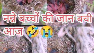 आज मेने इन बच्चो की जान बचा ली छोटी सी चिड़िया के बच्चे बच गए आज 😭😭😭#birds #vlog #jangali चिड़िया 😇