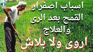 اصفرار القمح بعد الرى /ايه الاسباب وطرق العلاج الفعالة للحصول على اعلى انتاجية؟؟