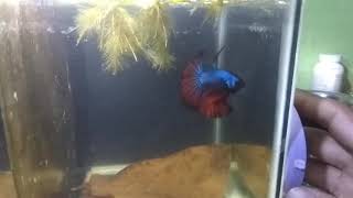 My Rosetaill Betta Fish!