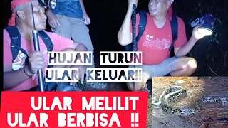 Ngeri !! Setelah Hujan turun !! Ular ular keluar sarang mencari mangsa !!