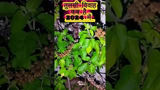 तुलसी विवाह कब है 2024 में |tulsi vivah 2024 date#tulshivivah#vrat#tyohar#festival