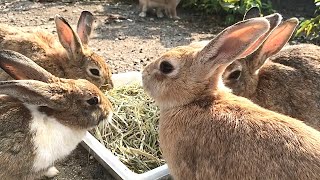 What happens when you feed timothy to hungry rabbits?