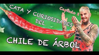 PROBANDO CHILES / CATA Y  CURIOSIDADES DEL CHILE DE ÁRBOL #spicy #chili