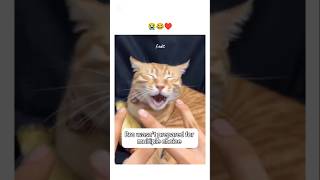 Poor kitten😭😂 Video is not mine#islam #cat #shorts #@darklife04718 #palestine #nasheed #sistrology